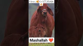 COW VideOS❤️#haider#haiderhaiderrecords #cowcow #cow #cartoon cow videos  @HafizRizwanGhuman