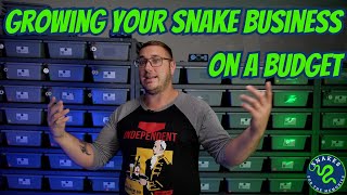 Growing Your Reptile Business on a Budget | Top Tips for Ball Python Breeders