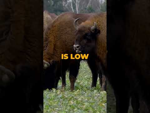 Bison : Quick Facts, Conservation, and Cultural Significance