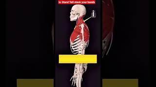 Just 5 minutes a day to improve hunchback and rounded shoulders. #FitnessTips #PostureCorrection