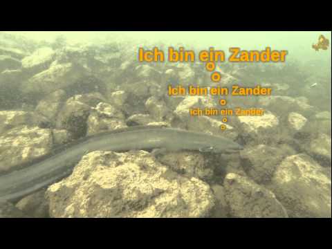 Aalder! Re: Rothsee/Dauersicherheitsstopp 2013