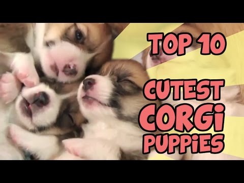 TOP 10 CUTEST CORGI PUPPY VIDEOS OF ALL TIME