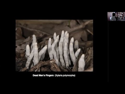 Mushrooms - Pikes Peak Mycological Society - 2020 Cool Science Festival