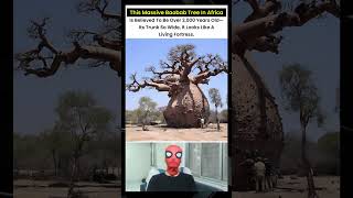 What's the REAL AGE of Africa's Oldest Baobab Tree