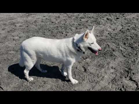 Blanca plays at the beach!
