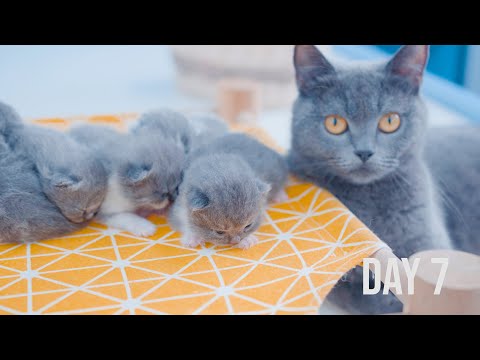 How does a newborn kitten change the first week after birth