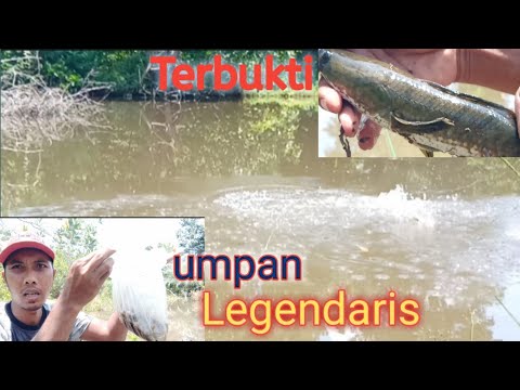 Umpan legendaris ini ampuh juga untuk mancing ikan gabus