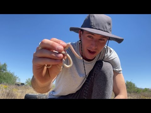 Desert Trash Herping