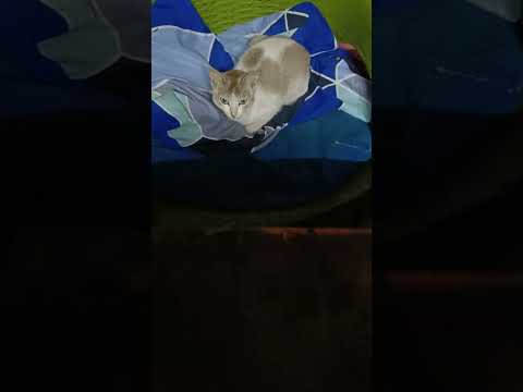 A cat just escapes the dog