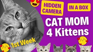 Week 1 - Update: Stray Cat and Her Newborn Kittens🐱✨