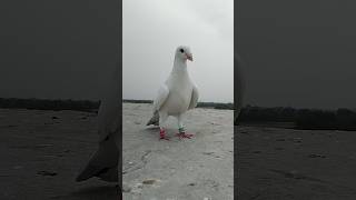 Mashallah Sofaid Racer Kabotar Video #youtube #pigeon #kabutar #shorts #love #whatsapp