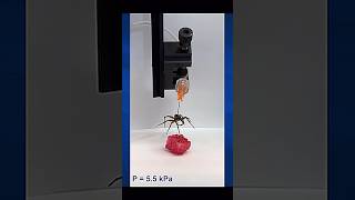 Robots Made Of Spiders 🕷️🕸️ #science #robot #spider