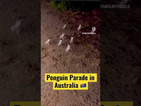 Penguin Parade, Victoria | Australia | Philip Island | #reels #penguin #australia #indianinaustralia
