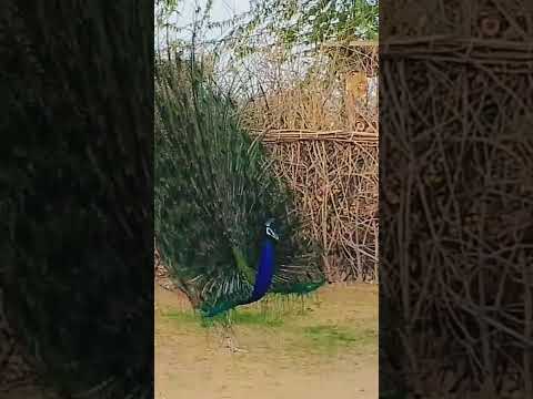 Beauty of THAR