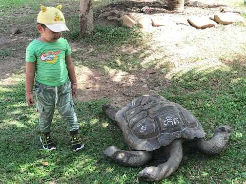 subcriber to my channel #baby #animals #youtubeshorts #shortvideo #shorts #short #babycute