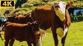 4K RELAXING FARM ANIMALS VIDEO | RELAXING FARM ANIMAL SOUNDS