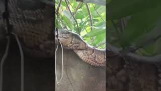 #python #pythonlife#wowbigsnake#snake#bigsnake #pythonfeeding#pythonlive