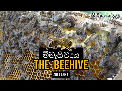 The Beehive Srilanka