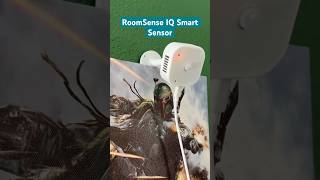 Never leave the lights on again - RoomSense IQ Smart Sensor  #shorts #homeassistant