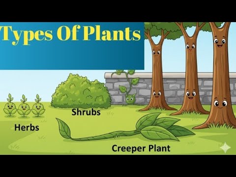 Class 2 NCERT Science | Types Of Plants |