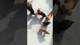 Cute Dogs @Dogs @Dubai @Qattar @Saudia