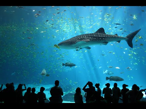 Dubai Aquarium & Underwater Zoo | Dubai Mall |