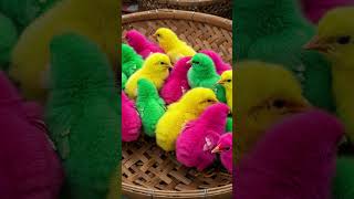 Indonesian Coffee: Roasting Journey