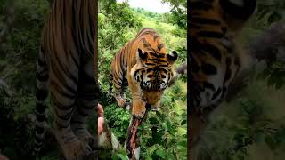 This Tiger Wasn’t Playing… 😳🐅