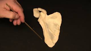 Introduction to the Bones of Upper and Lower Limbs