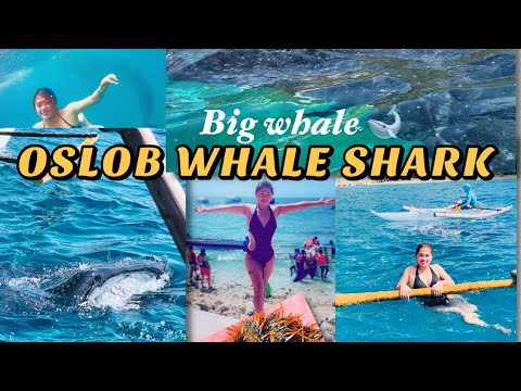 WHERE TO SWIM WITH GIANT WHALE SHARK IN CEBU #OslobCebuWhalewatching #Swimming #seacreatures