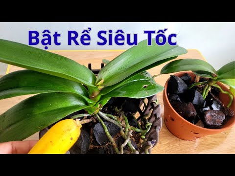 With just 1 banana, your orchid will grow roots to fill the pot
