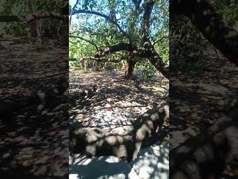 The Cat in the Forest