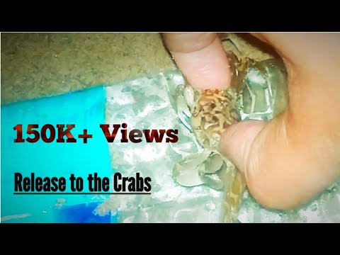 Giving release to crabs from project | Funny video | Mokka Thalaivan | Tamil