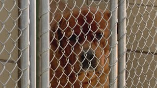 Hendricks County addresses community's concerns on conditions at animal shelter