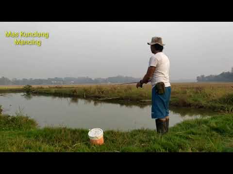 #SEDIH SPOT MANCING#GABUS#BABON# DI SAWAH HABIS TIADA SISA#KARAWANG KOTA LUMBUNG PADI TERCINTA#
