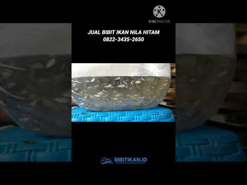 JUAL BIBIT IKAN NILA HITAM LAMONGAN SURABAYA PASURUAN KEDIRI | 0822-3435-2650