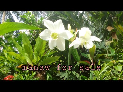 Plantita Mona Ang girl