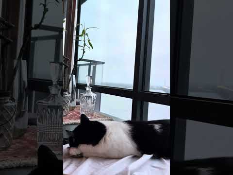Relaxing Rain Sounds & Cat Sleeping by the Window – 6 Min Cozy Vibes