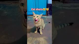 Cat drama😂❤️🥰🥰 #viral #shorts #video #catdrama