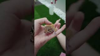 Welvome to your new home Dotty! #reptiles #reptile #reptilelovers #leopardgecko #gecko#lizard