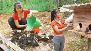 TIME LAPSE --333 Days Raising Geese, Raise Pigeons, Grow Sweet Potato..../nhats story