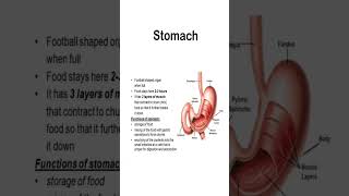 Understanding the Human Stomach – Structure & Functions Explained