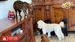 Leopold the cat took up the education of Rysia  the cat. Кот Леопольд занялся воспитанием кошки Рыси