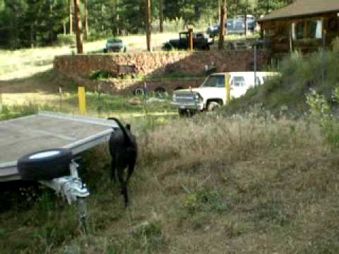 Stetson And Siggy Touring the Property