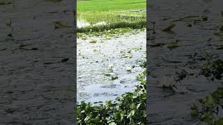 Natural beauty in Bangladesh #nature #relaxingmusic #music #meditationmusic #waterfall #relax