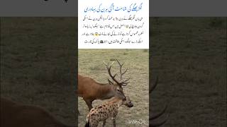 Elk Deer – The Bravest Fighter of the Wild 🦌#elk #naturefacts #nature #wildlife #shorts