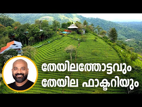 തേയില തോട്ടത്തിൽ താമസവും തേയില ഫാക്ടറി സന്ദർശനവും | Dream Catcher Resort | Lockhart Factory | Munnar