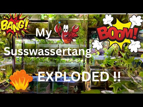 My Susswassertang exploded !! ... and now its all over my Fishroom