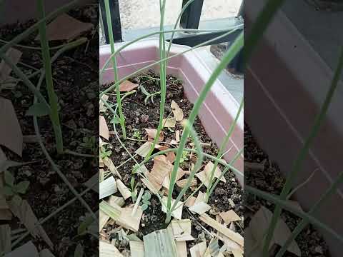 My scallions in my balcony garden. ❤️❤️❤️
