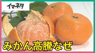 「みかん」の価格が高騰、過去最高レベルに…　収穫量減のワケ【イマネタ】2025年1月23日放送